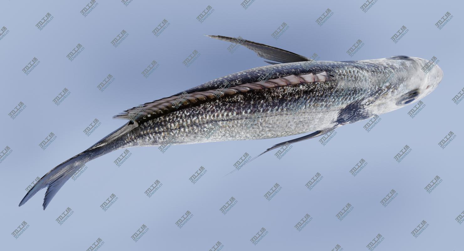 images/goods_img/2021040235/Gilthead Bream (Rigged) 3D model/5.jpg